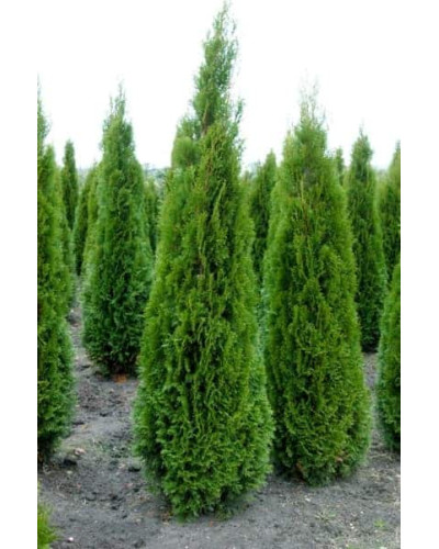Туя західна Смарагд Вітбонт | Туя западная Смарагд Витбонт | Thuja occidentalis Smaragd Witbont