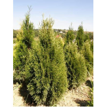 Туя західна Смарагд Вітбонт | Туя западная Смарагд Витбонт | Thuja occidentalis Smaragd Witbont