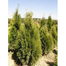 Туя західна Смарагд Вітбонт | Туя западная Смарагд Витбонт | Thuja occidentalis Smaragd Witbont