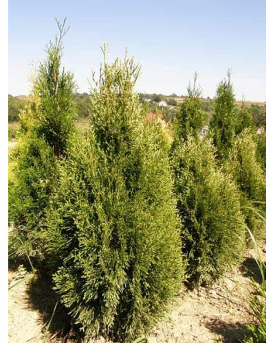 Туя західна Смарагд Вітбонт | Туя западная Смарагд Витбонт | Thuja occidentalis Smaragd Witbont