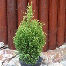 Туя західна Смарагд Вітбонт | Туя западная Смарагд Витбонт | Thuja occidentalis Smaragd Witbont