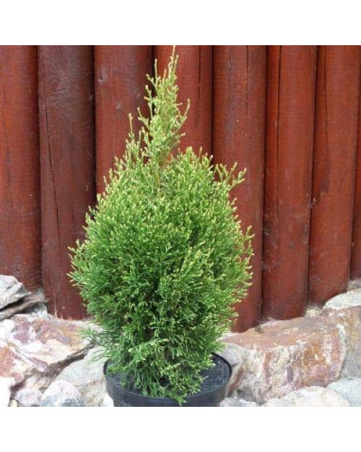Туя західна Смарагд Вітбонт | Туя западная Смарагд Витбонт | Thuja occidentalis Smaragd Witbont
