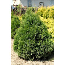 Туя західна Мікі | Туя западная Мики | Thuja occidentalis Miky