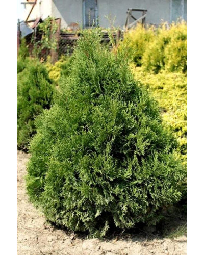Туя західна Мікі | Туя западная Мики | Thuja occidentalis Miky