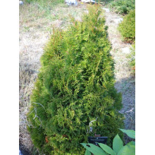 Туя західна Мікі | Туя западная Мики | Thuja occidentalis Miky