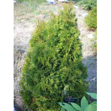 Туя західна Мікі | Туя западная Мики | Thuja occidentalis Miky