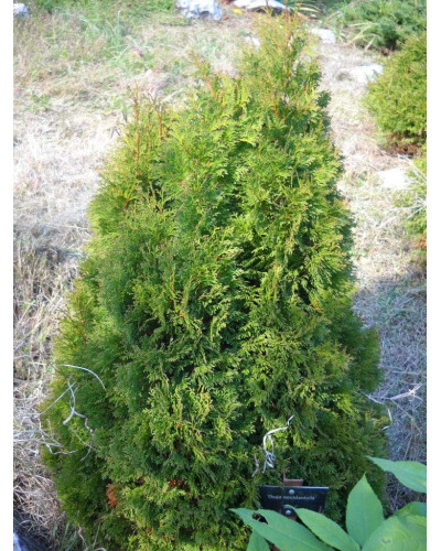 Туя західна Мікі | Туя западная Мики | Thuja occidentalis Miky