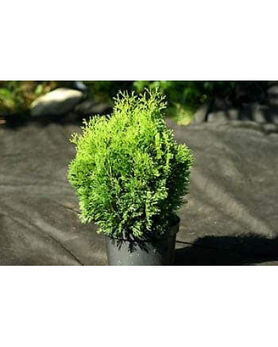 Туя західна Мікі | Туя западная Мики | Thuja occidentalis Miky