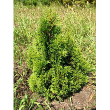 Туя західна Мікі | Туя западная Мики | Thuja occidentalis Miky