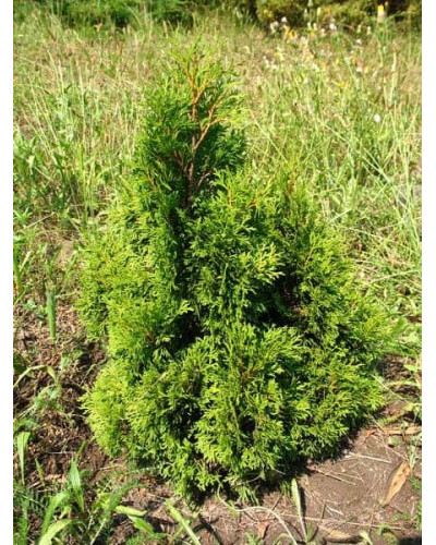 Туя західна Мікі | Туя западная Мики | Thuja occidentalis Miky