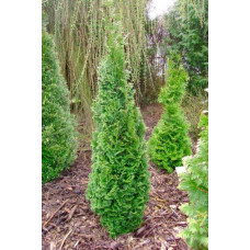 Туя західна Зматлик | Thuja occidentalis Zmatlik | Туя западная Зматлик