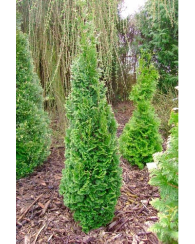 Туя західна Зматлик | Thuja occidentalis Zmatlik | Туя западная Зматлик