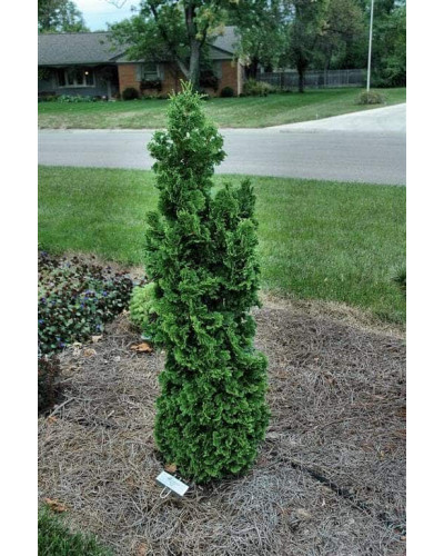 Туя західна Зматлик | Thuja occidentalis Zmatlik | Туя западная Зматлик