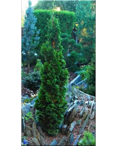 Туя західна Зматлик | Thuja occidentalis Zmatlik | Туя западная Зматлик