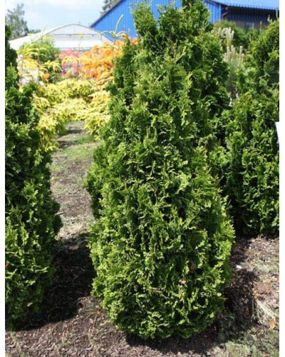 Туя західна Зматлик | Thuja occidentalis Zmatlik | Туя западная Зматлик