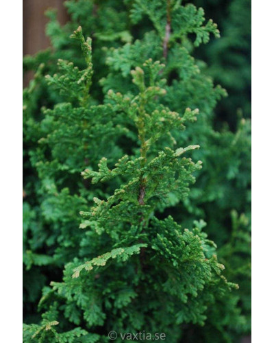 Туя західна Зматлик | Thuja occidentalis Zmatlik | Туя западная Зматлик