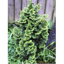 Туя західна Зматлик | Thuja occidentalis Zmatlik | Туя западная Зматлик