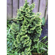 Туя західна Зматлик | Thuja occidentalis Zmatlik | Туя западная Зматлик