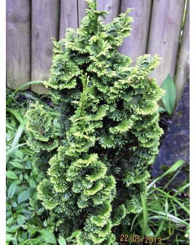 Туя західна Зматлик | Thuja occidentalis Zmatlik | Туя западная Зматлик