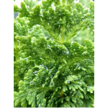 Туя західна Зматлик | Thuja occidentalis Zmatlik | Туя западная Зматлик