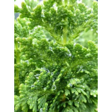 Туя західна Зматлик | Thuja occidentalis Zmatlik | Туя западная Зматлик