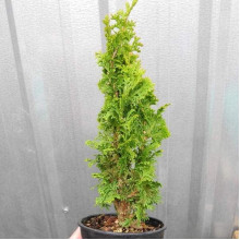 Туя західна Зматлик | Thuja occidentalis Zmatlik | Туя западная Зматлик