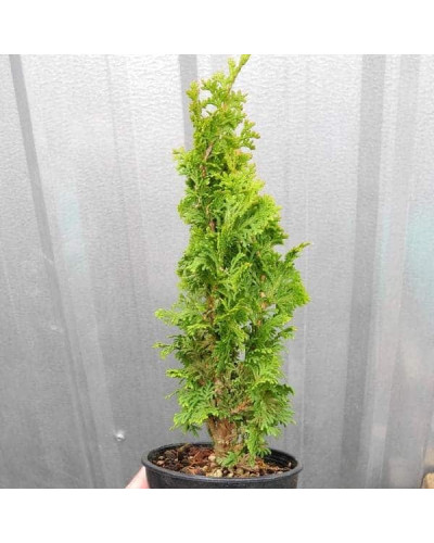 Туя західна Зматлик | Thuja occidentalis Zmatlik | Туя западная Зматлик