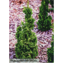 Туя західна Зматлик | Thuja occidentalis Zmatlik | Туя западная Зматлик