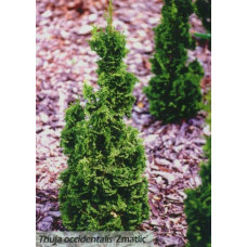 Туя західна Зматлик | Thuja occidentalis Zmatlik | Туя западная Зматлик