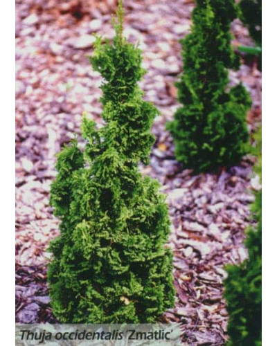 Туя західна Зматлик | Thuja occidentalis Zmatlik | Туя западная Зматлик