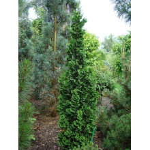 Туя західна Зматлик | Thuja occidentalis Zmatlik | Туя западная Зматлик