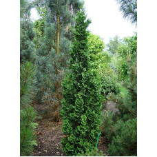 Туя західна Зматлик | Thuja occidentalis Zmatlik | Туя западная Зматлик