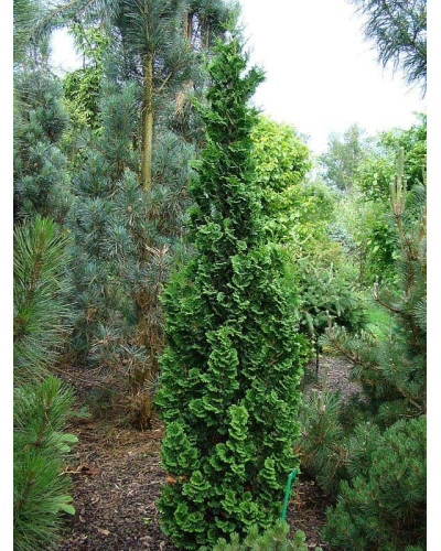 Туя західна Зматлик | Thuja occidentalis Zmatlik | Туя западная Зматлик