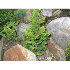 Туя західна Зматлик | Thuja occidentalis Zmatlik | Туя западная Зматлик