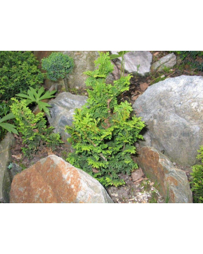Туя західна Зматлик | Thuja occidentalis Zmatlik | Туя западная Зматлик