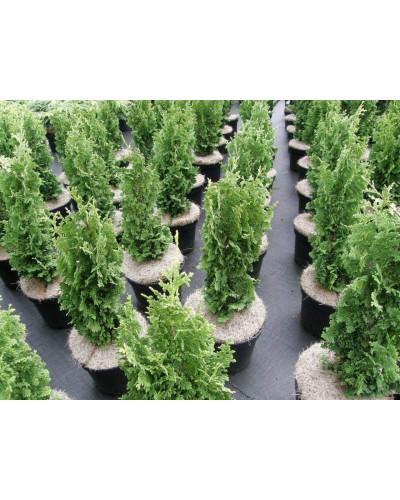 Туя західна Зматлик | Thuja occidentalis Zmatlik | Туя западная Зматлик