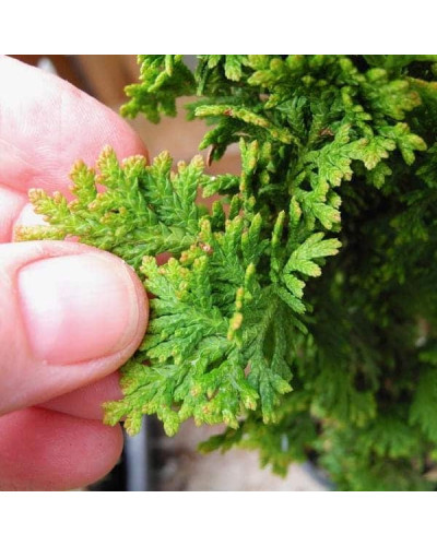 Туя західна Зматлик | Thuja occidentalis Zmatlik | Туя западная Зматлик