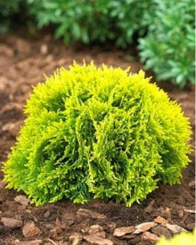 Туя західна Даніка Ауреа | Туя западная Даника Ауреа | Thuja occidentalis Danica Aurea