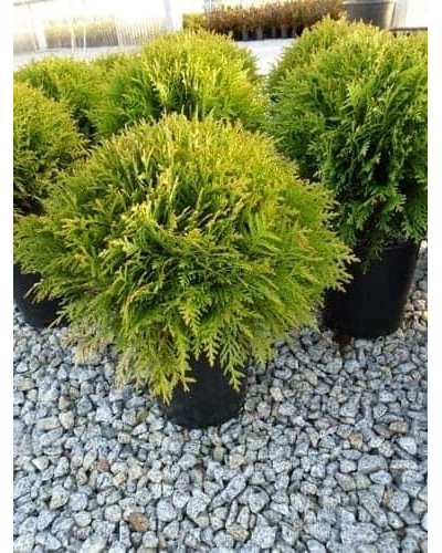 Туя західна Даніка Ауреа | Туя западная Даника Ауреа | Thuja occidentalis Danica Aurea