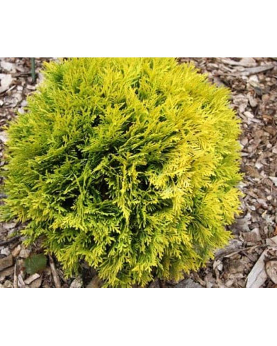 Туя західна Даніка Ауреа | Туя западная Даника Ауреа | Thuja occidentalis Danica Aurea