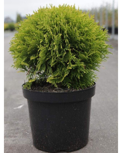 Туя західна Даніка Ауреа | Туя западная Даника Ауреа | Thuja occidentalis Danica Aurea