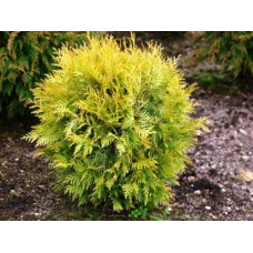 Туя західна Даніка Ауреа | Туя западная Даника Ауреа | Thuja occidentalis Danica Aurea