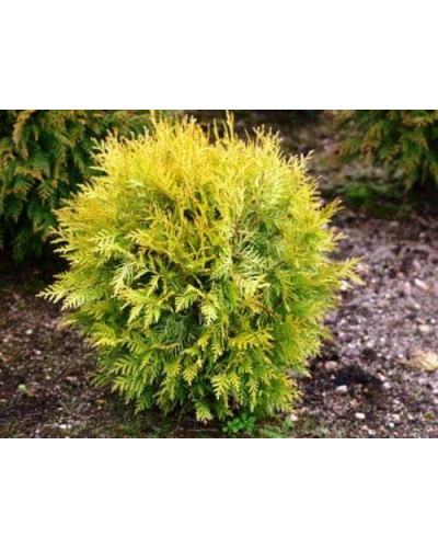 Туя західна Даніка Ауреа | Туя западная Даника Ауреа | Thuja occidentalis Danica Aurea