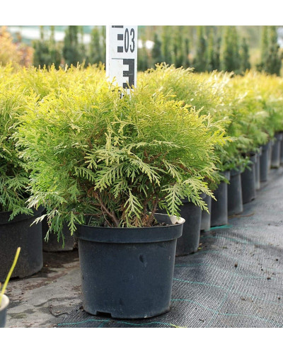 Туя західна Даніка Ауреа | Туя западная Даника Ауреа | Thuja occidentalis Danica Aurea