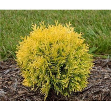 Туя західна Даніка Ауреа | Туя западная Даника Ауреа | Thuja occidentalis Danica Aurea