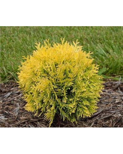 Туя західна Даніка Ауреа | Туя западная Даника Ауреа | Thuja occidentalis Danica Aurea