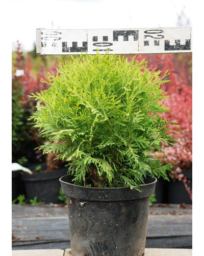 Туя західна Даніка Ауреа | Туя западная Даника Ауреа | Thuja occidentalis Danica Aurea