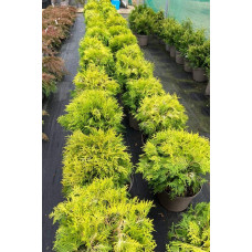 Туя західна Даніка Ауреа | Туя западная Даника Ауреа | Thuja occidentalis Danica Aurea