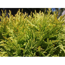 Туя західна Даніка Ауреа | Туя западная Даника Ауреа | Thuja occidentalis Danica Aurea