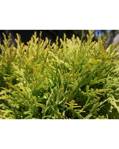 Туя західна Даніка Ауреа | Туя западная Даника Ауреа | Thuja occidentalis Danica Aurea